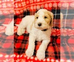 Small Photo #2 Goldendoodle Puppy For Sale in DAVISON, MI, USA