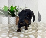 Small #2 Dachshund