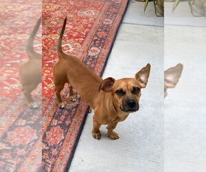 Chiweenie Dogs for adoption in Salt Lake City, UT, USA