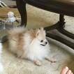 Small Photo #1 Pomeranian Puppy For Sale in INTERNATIONAL FALLS, MN, USA