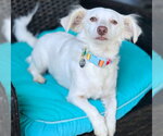 Small #3 Dachshund Mix
