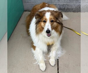 Sadie Grace - Female Mutt Dog for Adoption - Photo #2