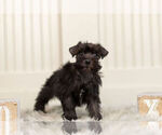Small #5 Schnauzer (Miniature)