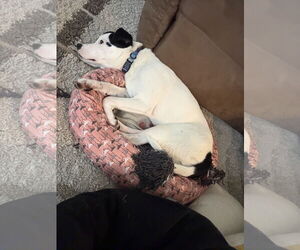 Caliente - Female Mutt Dog for Adoption - Photo #2