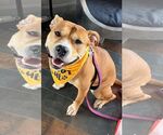 Small Photo #2 Staffordshire Bull Terrier-Unknown Mix Puppy For Sale in Cliffwood, NJ, USA