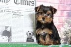 Small Photo #4 Yorkshire Terrier Puppy For Sale in BEL AIR, MD, USA