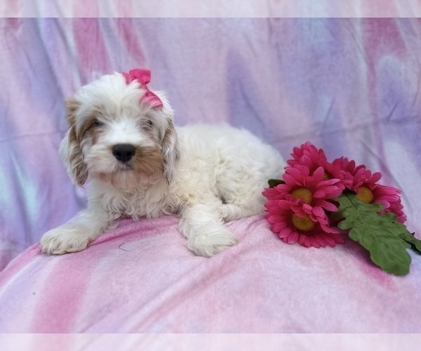 Medium Photo #3 Cavapoo (Miniature) Puppy For Sale in LAKELAND, FL, USA
