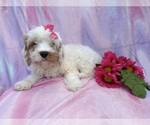 Small #2 Cavapoo (Miniature)