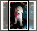 Small Photo #198 Sheepadoodle Puppy For Sale in RIALTO, CA, USA