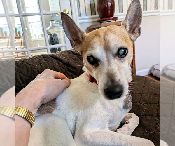 Medium Photo #2 Rat Terrier Puppy For Sale in Atlanta, GA, USA