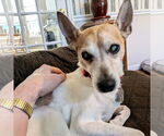 Small #1 Rat Terrier