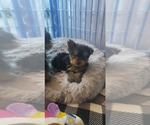 Small Photo #8 Yorkshire Terrier Puppy For Sale in OTTAWA, OH, USA