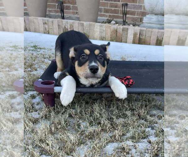 Medium Photo #1 Alaskan Malamute-Unknown Mix Puppy For Sale in Oak Bluffs, MA, USA