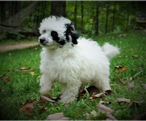 Poodle (Toy) Puppy for sale in LUBLIN, WI, USA