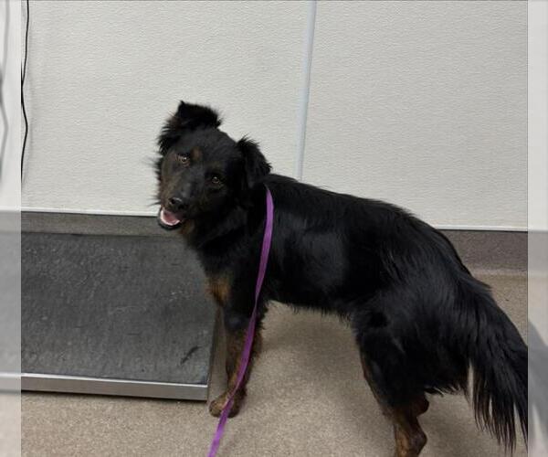 Medium Photo #1 Border Collie-Unknown Mix Puppy For Sale in HESPERIA, CA, USA