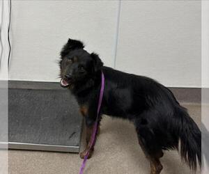 Border Collie-Unknown Mix Dogs for adoption in HESPERIA, CA, USA