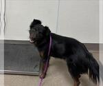 RALEIGH - Male Border Collie-Unknown Mix Dog for Adoption - Small photo