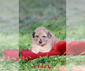 Australian Shepherd-Great Pyrenees Mix Puppy for sale in BARRY, TX, USA
