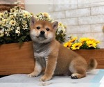 Small Photo #9 Shiba Inu Puppy For Sale in SAN JOSE, CA, USA