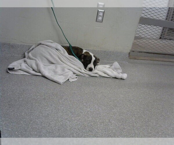 Medium Photo #1 American Pit Bull Terrier-Unknown Mix Puppy For Sale in Pasadena, TX, USA
