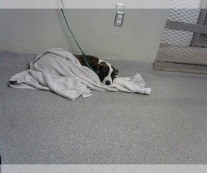 American Pit Bull Terrier-Unknown Mix Dogs for adoption in Pasadena, TX, USA