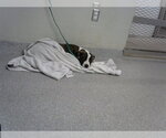 Small American Pit Bull Terrier Mix