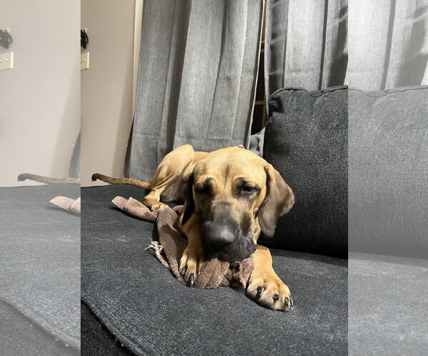 Medium Photo #11 Fila Brasileiro-Great Dane Mix Puppy For Sale in Jasper, AL, USA
