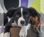 Small #5 Border Collie Mix