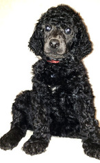 Poodle (Standard) Puppy for sale in SAN DIEGO, CA, USA