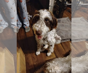Bordoodle-Poodle (Standard) Mix Puppy for sale in VENETA, OR, USA