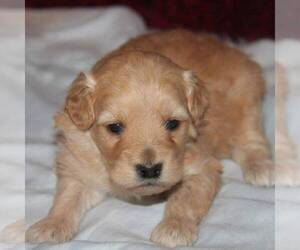 Goldendoodle-Poodle (Miniature) Mix Puppy for sale in STANLEY, WI, USA