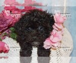 Small Photo #12 Poochon-Poodle (Toy) Mix Puppy For Sale in SANGER, TX, USA