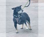 Small #3 Dachshund Mix