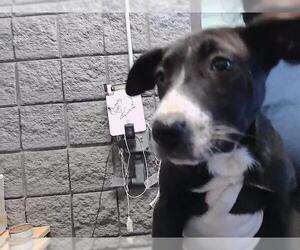 German Shepherd Dog Dogs for adoption in Tulsa, OK, USA