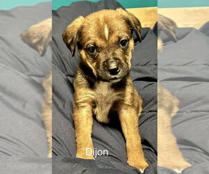 Box-a-Pug Dogs for adoption in Aurora, IN, USA