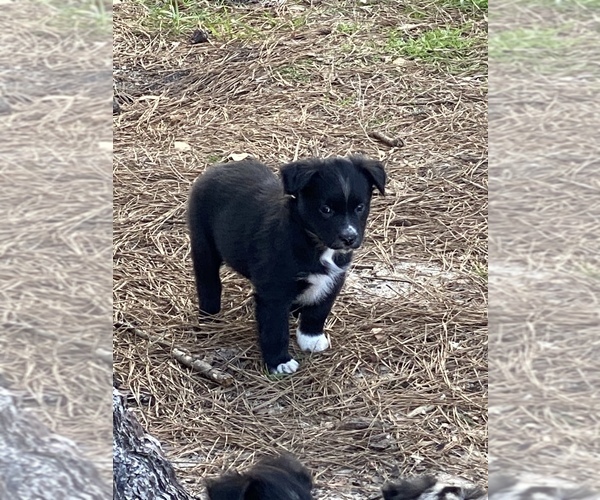 Medium Photo #1 Australian Shepherd Puppy For Sale in CLINTON, NC, USA