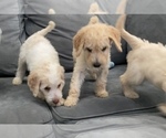 Small Photo #27 Goldendoodle Puppy For Sale in BATON ROUGE, LA, USA