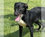 Small #2 Labrador Retriever Mix