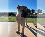 Small Photo #7 Cane Corso Puppy For Sale in OCEANSIDE, CA, USA