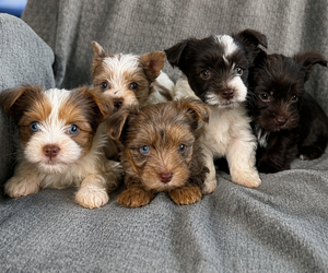 Yorkshire Terrier Puppy for Sale in DAYTON, Texas USA