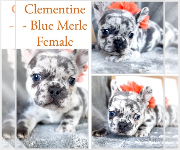 Medium Photo #4 French Bulldog Puppy For Sale in FORT WORTH, TX, USA