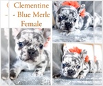 Small #3 French Bulldog