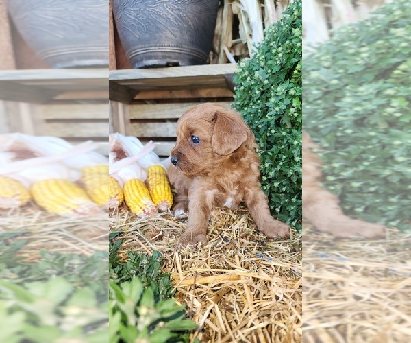 Medium Photo #4 Cavapoo (Miniature) Puppy For Sale in GREENWOOD, WI, USA