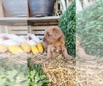 Small #2 Cavapoo (Miniature)