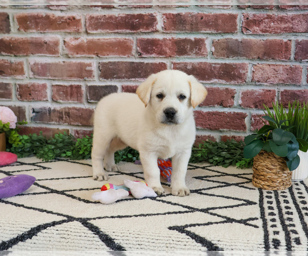 Medium Photo #14 Labrador Retriever Puppy For Sale in SYRACUSE, IN, USA