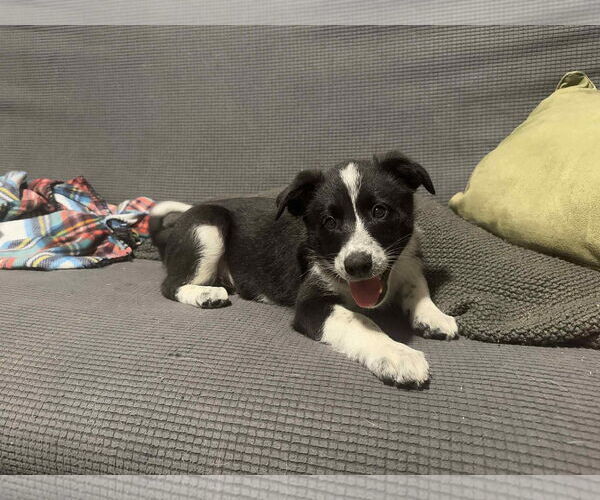 Medium Photo #2 Border-Aussie Puppy For Sale in Mukwonago, WI, USA
