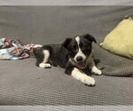Small #1 Border-Aussie
