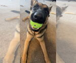 Small #3 German Shepherd Dog Mix
