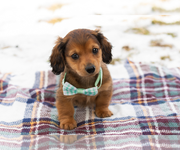 Medium Photo #5 Dachshund Puppy For Sale in BREMEN, IN, USA