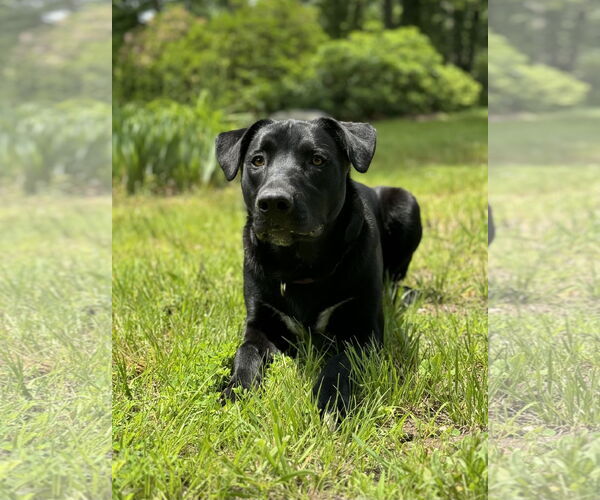 Medium Photo #4 Border Collie-Unknown Mix Puppy For Sale in Pottstown, PA, USA